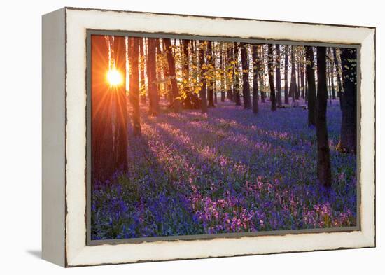 Bluebells at Sunset-Inguna Plume-Framed Premier Image Canvas