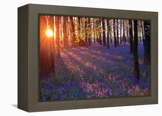 Bluebells at Sunset-Inguna Plume-Framed Premier Image Canvas