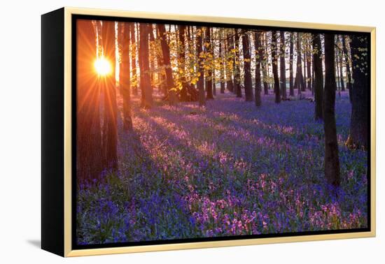 Bluebells at Sunset-Inguna Plume-Framed Premier Image Canvas