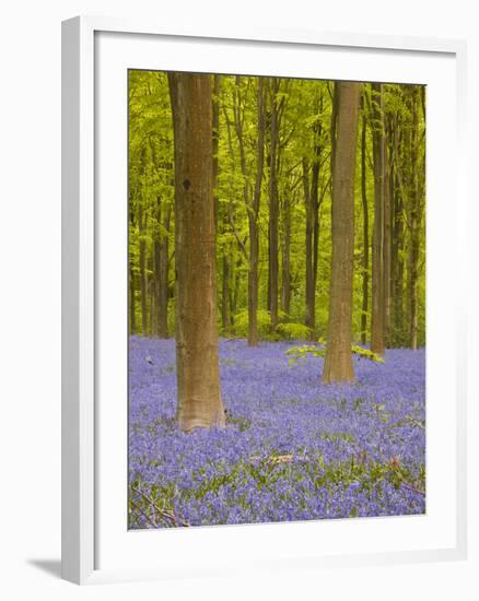 Bluebells Beneath Trees, West Woods, Wiltshire, England, United Kingdom, Europe-Julian Elliott-Framed Photographic Print