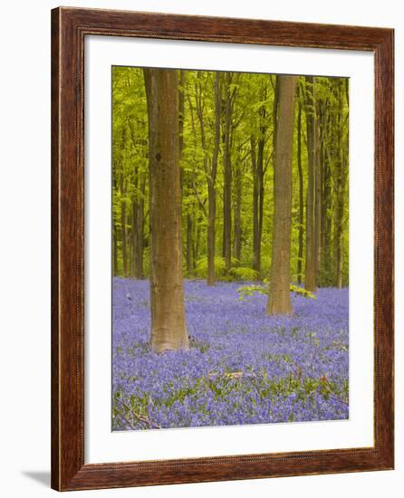 Bluebells Beneath Trees, West Woods, Wiltshire, England, United Kingdom, Europe-Julian Elliott-Framed Photographic Print