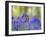 Bluebells, Blickling Great Wood, UK-Ernie Janes-Framed Photographic Print