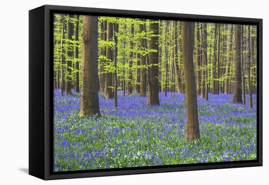 Bluebells Blooming in Beech Forest-Darrell Gulin-Framed Premier Image Canvas