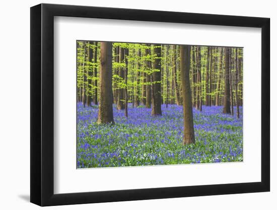 Bluebells Blooming in Beech Forest-Darrell Gulin-Framed Photographic Print