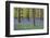 Bluebells Blooming in Beech Forest-Darrell Gulin-Framed Photographic Print