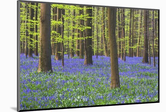 Bluebells Blooming in Beech Forest-Darrell Gulin-Mounted Photographic Print