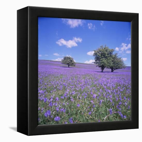 Bluebells, Dartmoor, Devon, England, United Kingdom, Europe-David Lomax-Framed Premier Image Canvas