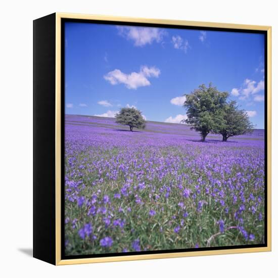 Bluebells, Dartmoor, Devon, England, United Kingdom, Europe-David Lomax-Framed Premier Image Canvas