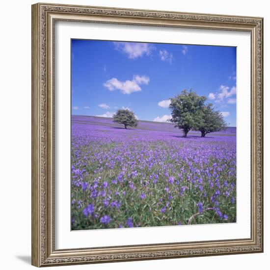 Bluebells, Dartmoor, Devon, England, United Kingdom, Europe-David Lomax-Framed Photographic Print