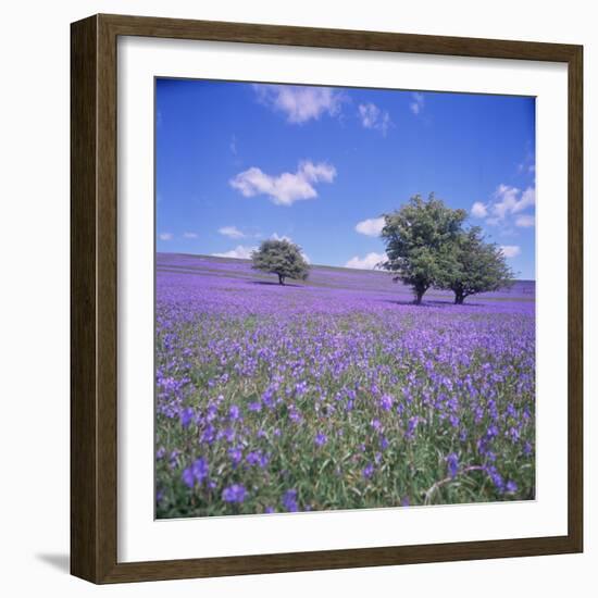 Bluebells, Dartmoor, Devon, England, United Kingdom, Europe-David Lomax-Framed Photographic Print