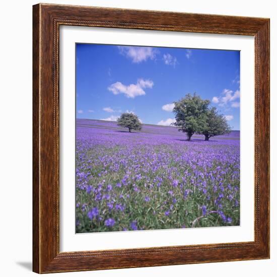 Bluebells, Dartmoor, Devon, England, United Kingdom, Europe-David Lomax-Framed Photographic Print