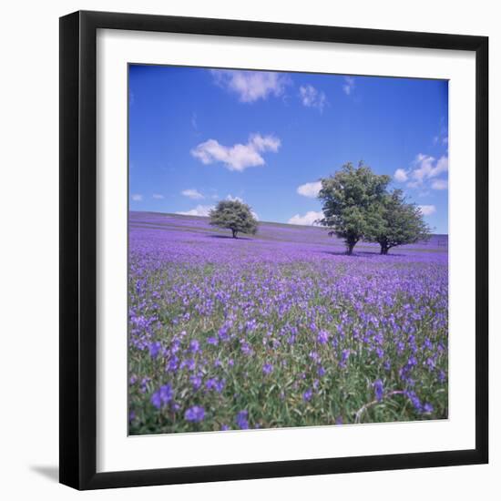 Bluebells, Dartmoor, Devon, England, United Kingdom, Europe-David Lomax-Framed Photographic Print