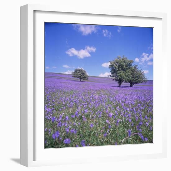 Bluebells, Dartmoor, Devon, England, United Kingdom, Europe-David Lomax-Framed Photographic Print