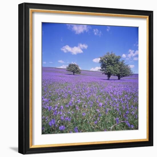 Bluebells, Dartmoor, Devon, England, United Kingdom, Europe-David Lomax-Framed Photographic Print