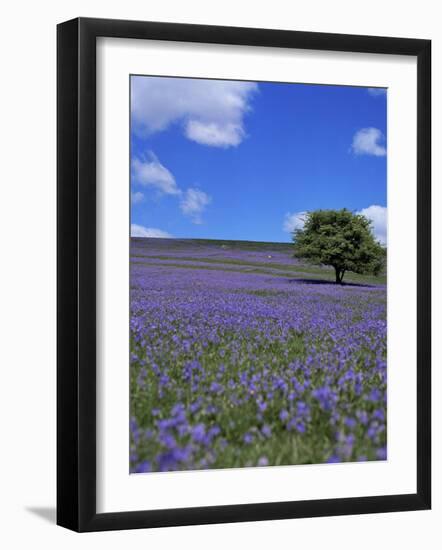 Bluebells, Dartmoor, Devon, England, United Kingdom-David Lomax-Framed Photographic Print