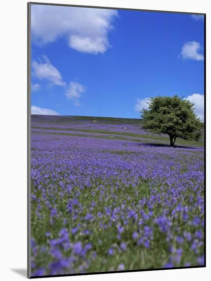 Bluebells, Dartmoor, Devon, England, United Kingdom-David Lomax-Mounted Photographic Print