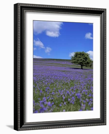Bluebells, Dartmoor, Devon, England, United Kingdom-David Lomax-Framed Photographic Print
