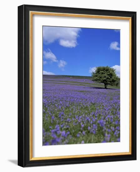 Bluebells, Dartmoor, Devon, England, United Kingdom-David Lomax-Framed Photographic Print