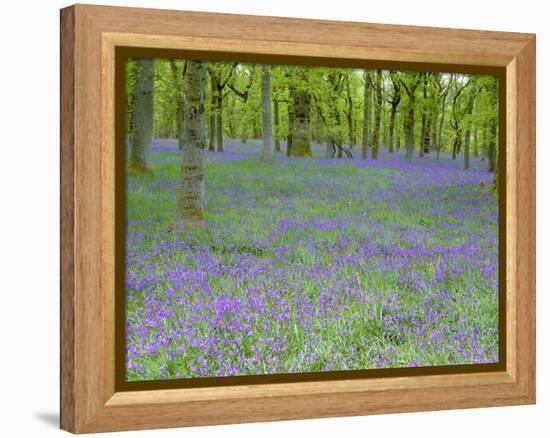 Bluebells Flowering in Beech Wood Perthshire, Scotland, UK-Pete Cairns-Framed Premier Image Canvas