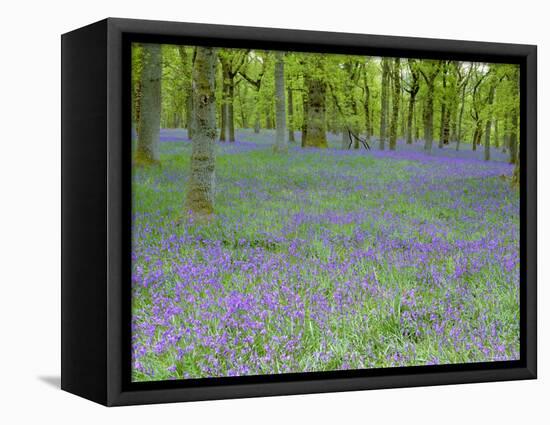 Bluebells Flowering in Beech Wood Perthshire, Scotland, UK-Pete Cairns-Framed Premier Image Canvas