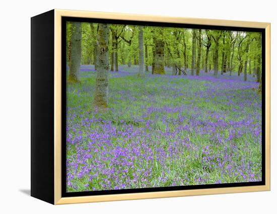 Bluebells Flowering in Beech Wood Perthshire, Scotland, UK-Pete Cairns-Framed Premier Image Canvas