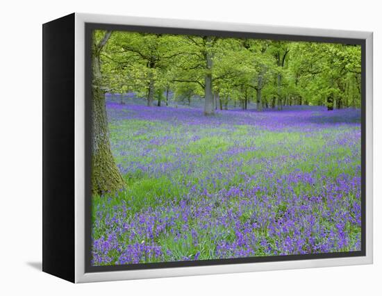 Bluebells Flowering in Beech Wood Perthshire, Scotland, UK-Pete Cairns-Framed Premier Image Canvas