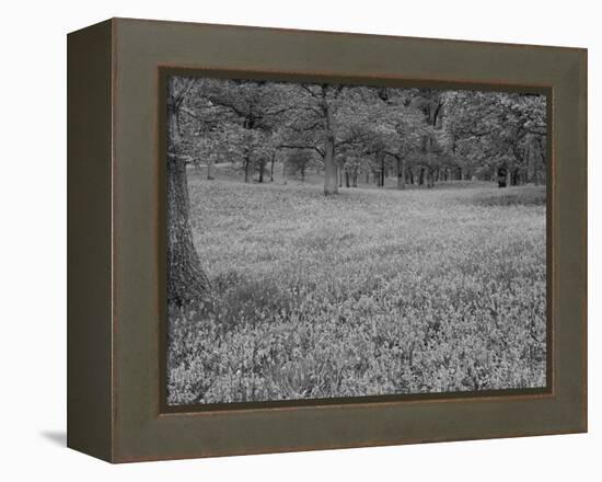 Bluebells Flowering in Beech Wood Perthshire, Scotland, UK-Pete Cairns-Framed Premier Image Canvas