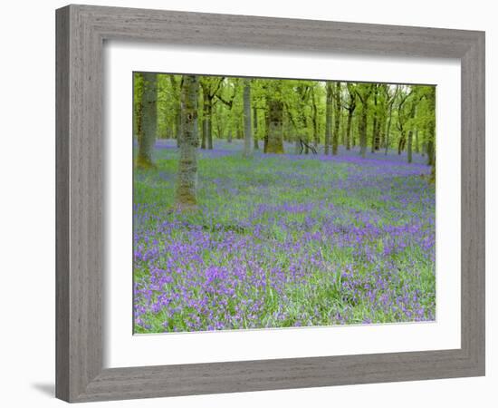 Bluebells Flowering in Beech Wood Perthshire, Scotland, UK-Pete Cairns-Framed Photographic Print