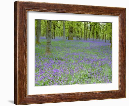 Bluebells Flowering in Beech Wood Perthshire, Scotland, UK-Pete Cairns-Framed Photographic Print