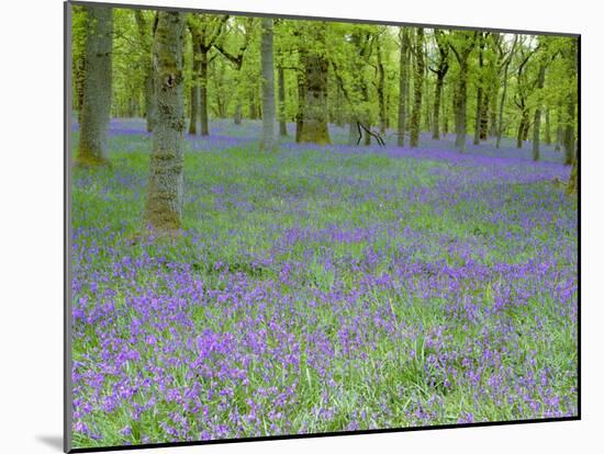 Bluebells Flowering in Beech Wood Perthshire, Scotland, UK-Pete Cairns-Mounted Photographic Print