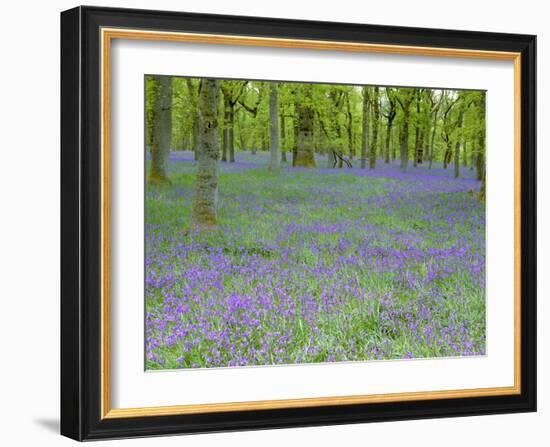 Bluebells Flowering in Beech Wood Perthshire, Scotland, UK-Pete Cairns-Framed Photographic Print