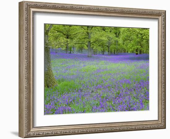 Bluebells Flowering in Beech Wood Perthshire, Scotland, UK-Pete Cairns-Framed Photographic Print