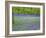 Bluebells Flowering in Beech Wood Perthshire, Scotland, UK-Pete Cairns-Framed Photographic Print