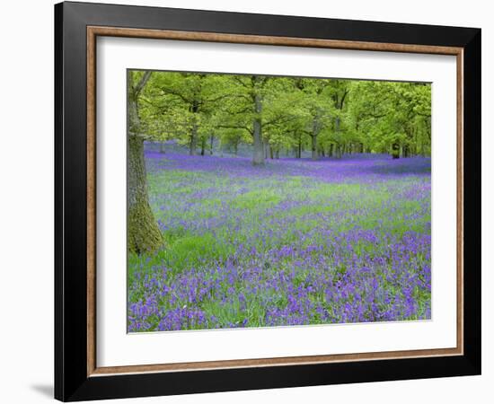 Bluebells Flowering in Beech Wood Perthshire, Scotland, UK-Pete Cairns-Framed Photographic Print