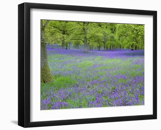 Bluebells Flowering in Beech Wood Perthshire, Scotland, UK-Pete Cairns-Framed Photographic Print