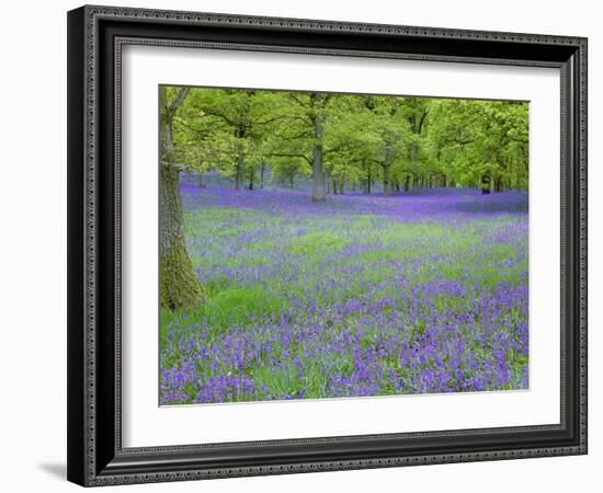 Bluebells Flowering in Beech Wood Perthshire, Scotland, UK-Pete Cairns-Framed Photographic Print