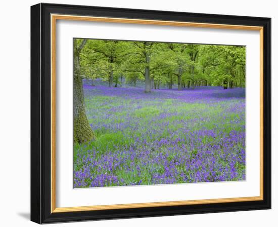 Bluebells Flowering in Beech Wood Perthshire, Scotland, UK-Pete Cairns-Framed Photographic Print