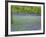 Bluebells Flowering in Beech Wood Perthshire, Scotland, UK-Pete Cairns-Framed Photographic Print