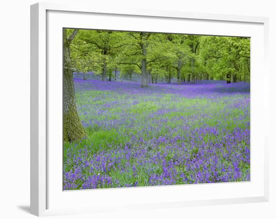 Bluebells Flowering in Beech Wood Perthshire, Scotland, UK-Pete Cairns-Framed Photographic Print