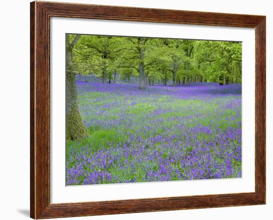 Bluebells Flowering in Beech Wood Perthshire, Scotland, UK-Pete Cairns-Framed Photographic Print