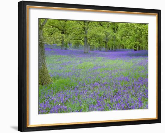 Bluebells Flowering in Beech Wood Perthshire, Scotland, UK-Pete Cairns-Framed Photographic Print