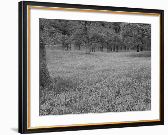 Bluebells Flowering in Beech Wood Perthshire, Scotland, UK-Pete Cairns-Framed Photographic Print