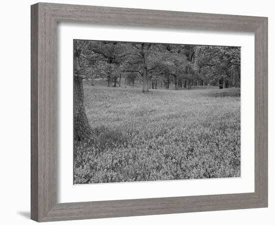 Bluebells Flowering in Beech Wood Perthshire, Scotland, UK-Pete Cairns-Framed Photographic Print