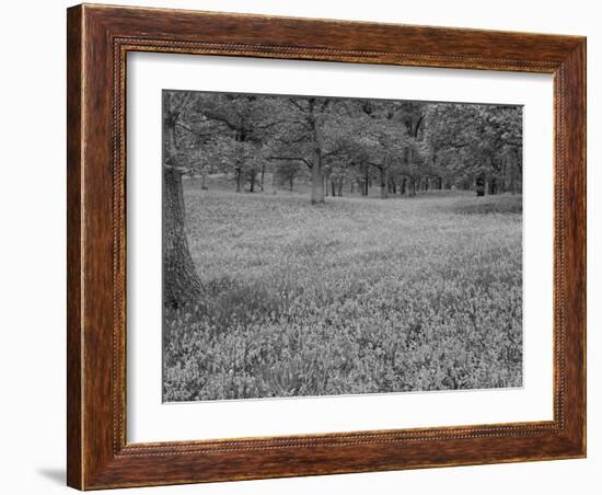 Bluebells Flowering in Beech Wood Perthshire, Scotland, UK-Pete Cairns-Framed Photographic Print