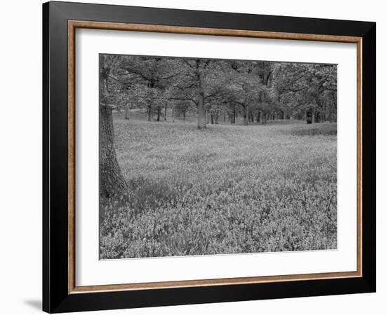 Bluebells Flowering in Beech Wood Perthshire, Scotland, UK-Pete Cairns-Framed Photographic Print