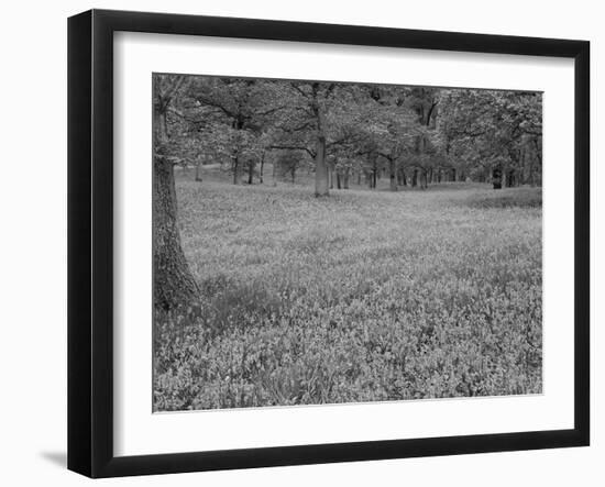 Bluebells Flowering in Beech Wood Perthshire, Scotland, UK-Pete Cairns-Framed Photographic Print