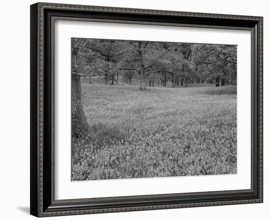 Bluebells Flowering in Beech Wood Perthshire, Scotland, UK-Pete Cairns-Framed Photographic Print