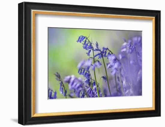 Bluebells flowering in deciduous woodland, UK-Alex Hyde-Framed Photographic Print
