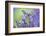 Bluebells flowering in deciduous woodland, UK-Alex Hyde-Framed Photographic Print