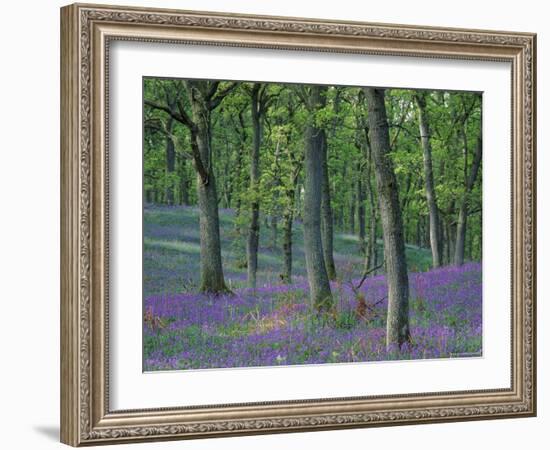 Bluebells Flowering in Oak Wood, Scotland, Peduncluate Oaks (Quercus Robur)-Niall Benvie-Framed Photographic Print